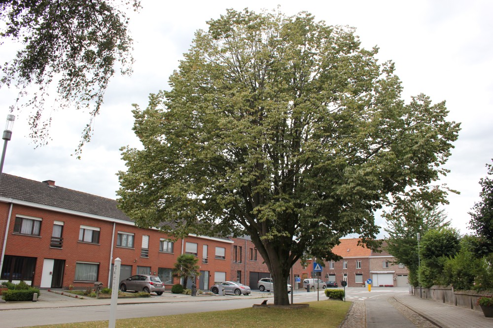 Vrijheidsboom Voormezele