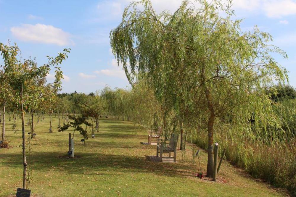 Avenue of Weeping Willows