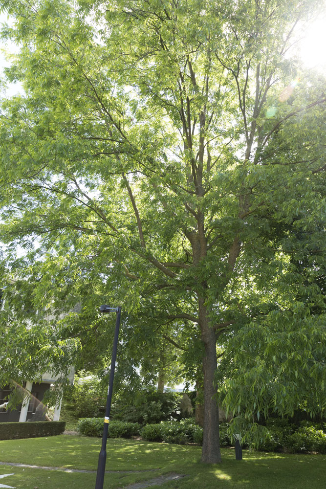 The Old Hickory Friendship Tree #3