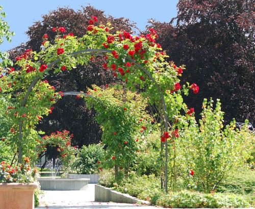 Rose-Garden Elfriede Lohse-Wächtler #1