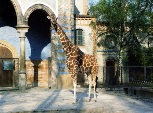 Zoologischer Garten Berlin #2