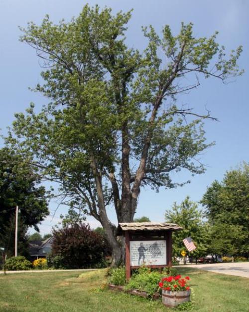 Remembrance Tree Sgt. Harry Bohannon #2