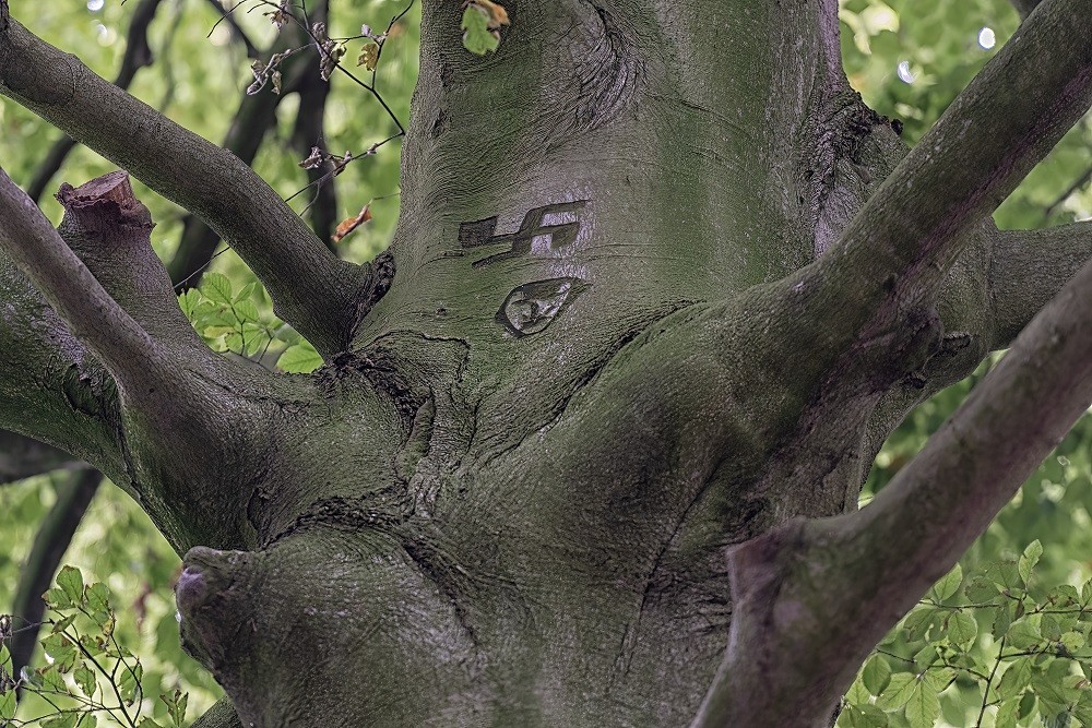 Inkerving in Boom Haagse Bos