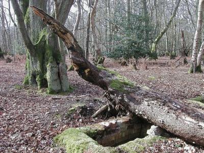 Memorial Polish Camp Hodgemoor Wood #2