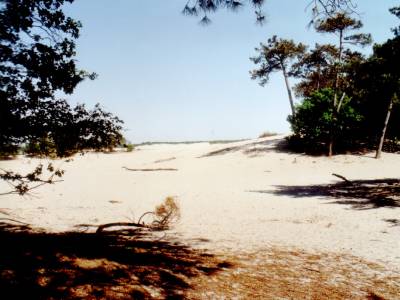 Fusilladeplaats Loonse en Drunense Duinen #3