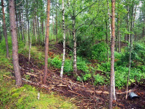 Harparskog Linie - Trench