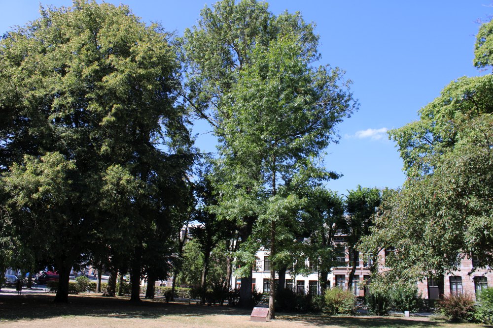 Centenary Tree Battle of Mons 23 August 1914