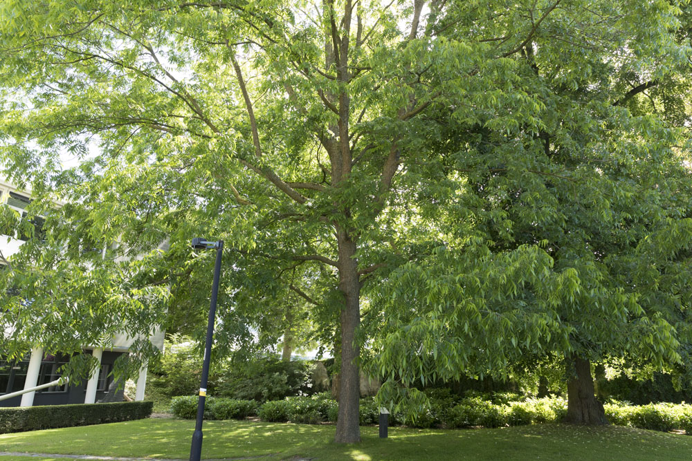 The Old Hickory Friendship Tree