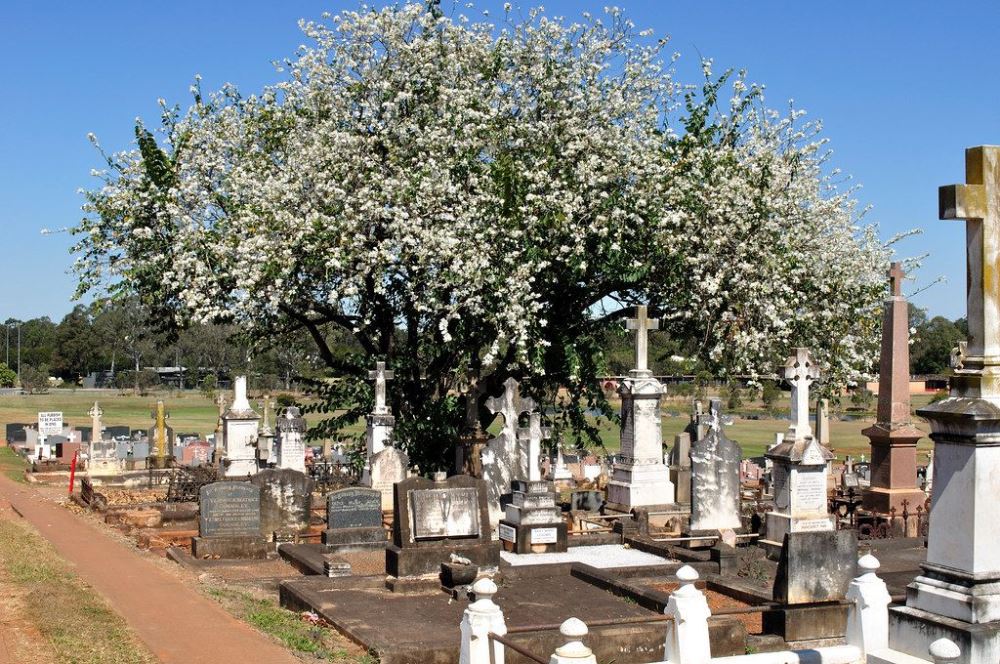 Commonwealth War Graves Nudgee Roman Catholic Cemetery