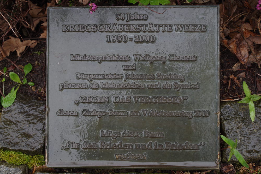 Ginkgo Tree German War Cemetery Weeze #2