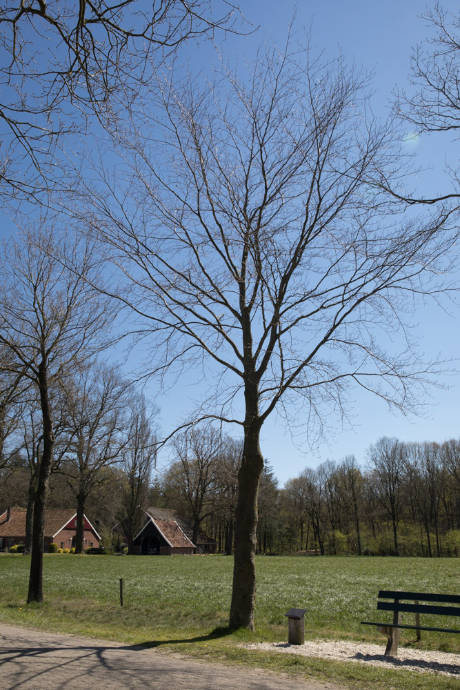 Commemorative Tree Korenburgerveen #3