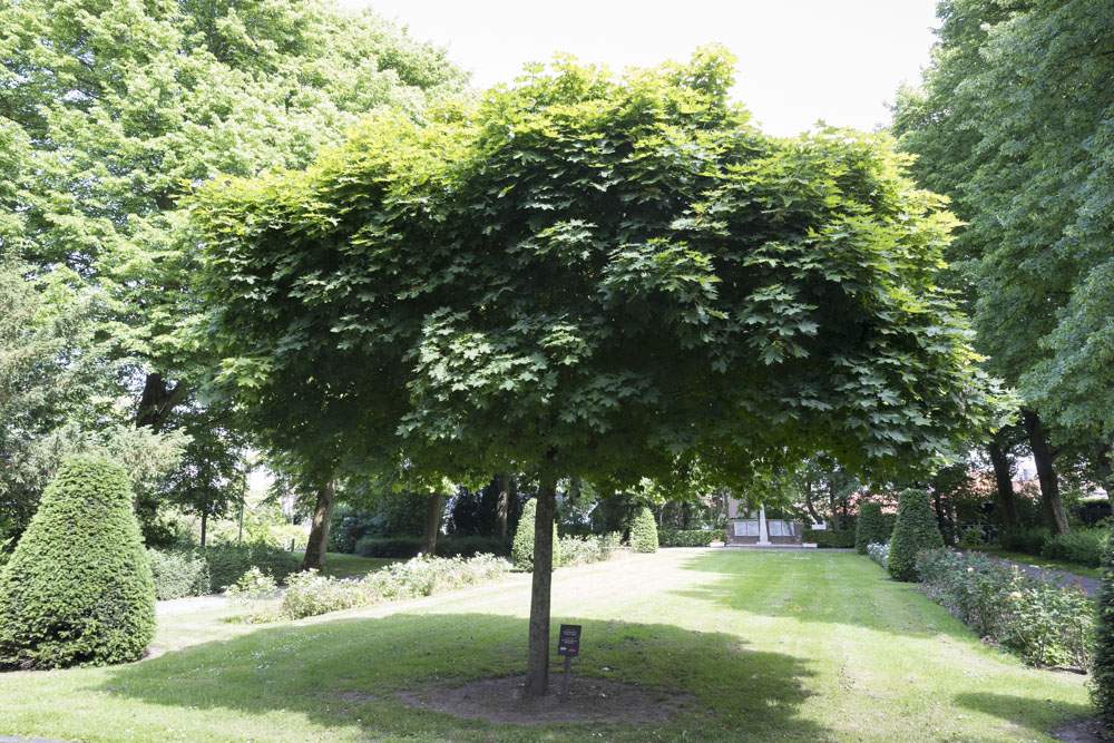 Tree 55 Years Liberation Genemuiden #1