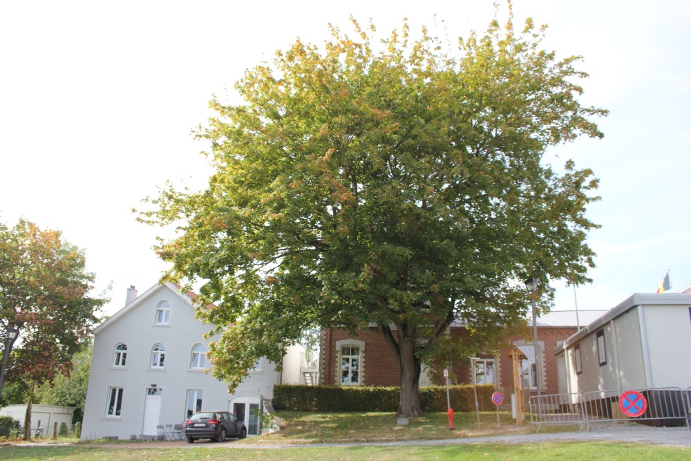 Vrijheidsboom Plancenoit