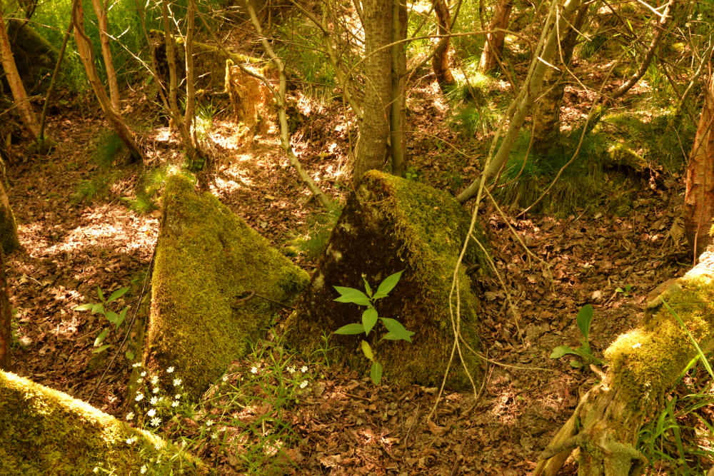 Sperre Fuhrtsbachtal