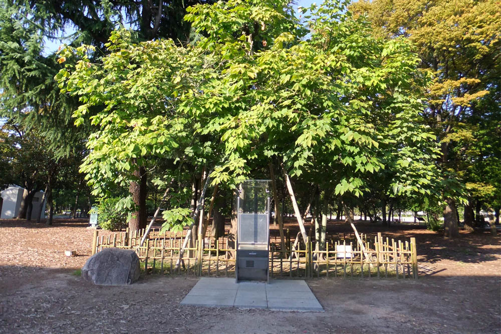 Atomic Bomb Tree Hiroshima #1