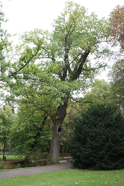 Memorial Oak Battle of Waterloo #2