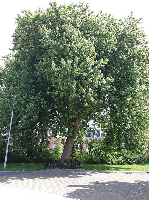 Bevrijdingsboom Sneek #2