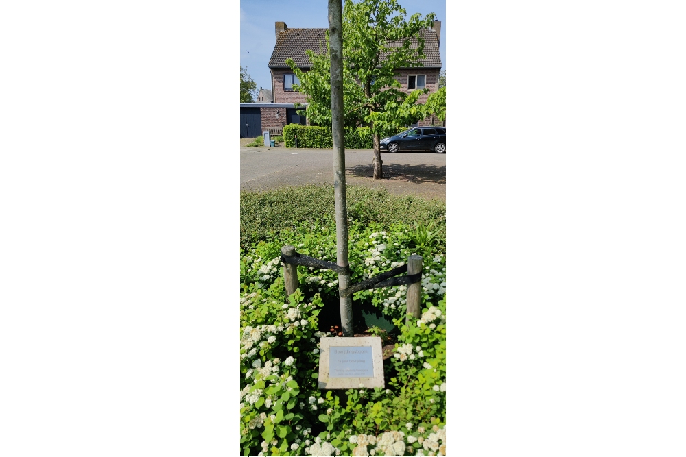 Liberation Tree Tienray #1