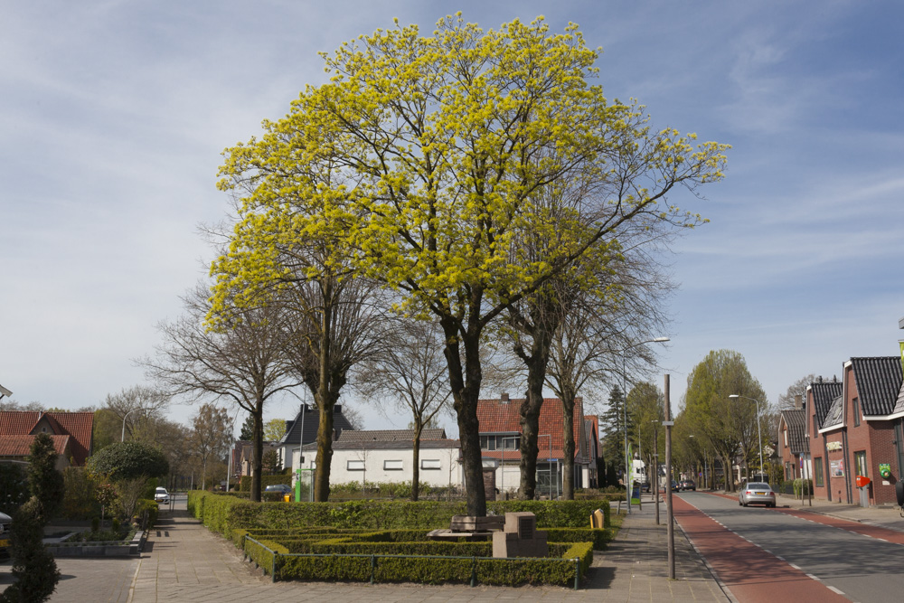 Bevrijdingsboom Harskamp #2