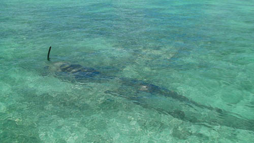 Crash Site & Remains A6M Zero Fighter Plane Koror #1