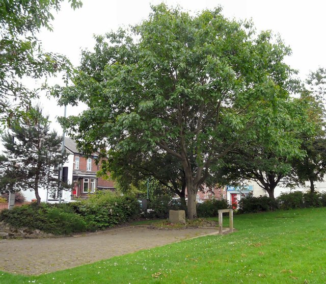 Memorial Tree Gee Cross #1