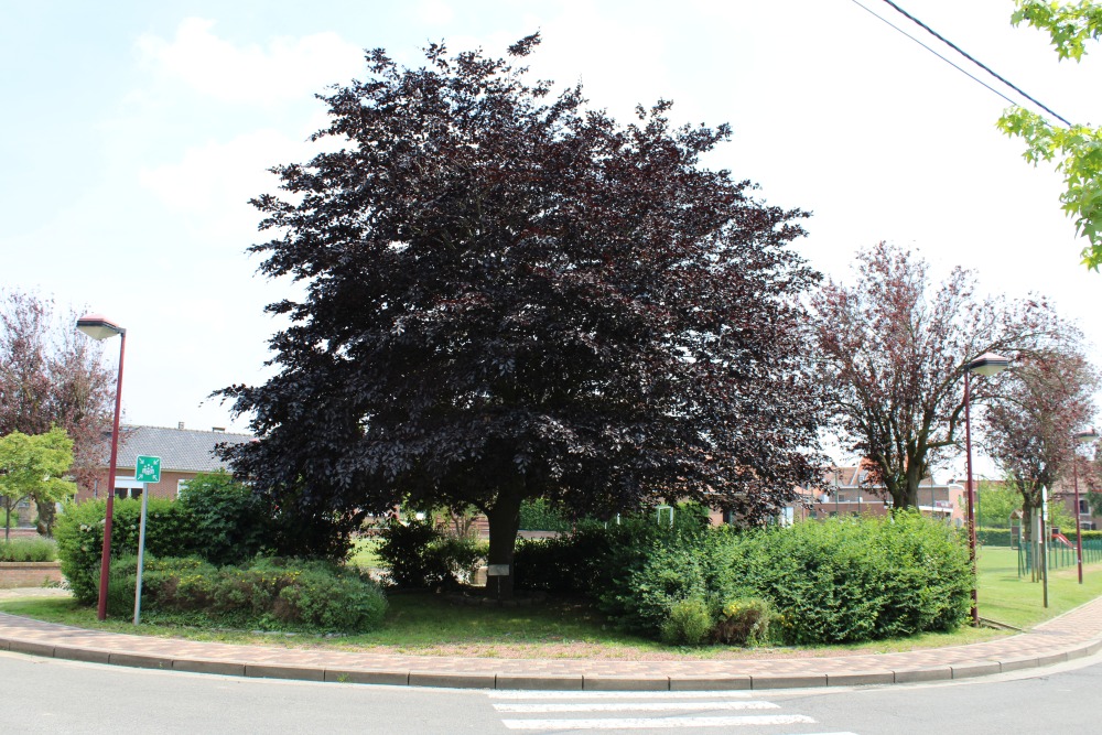 Liberation Tree Villers-LEvque