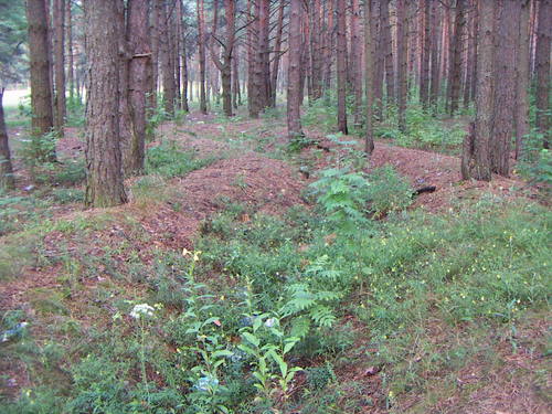 German Trenches Svetlogorsk #4