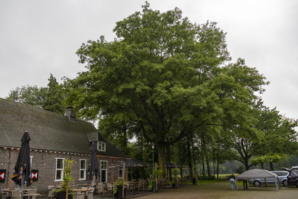 Liberation Tree Deurne