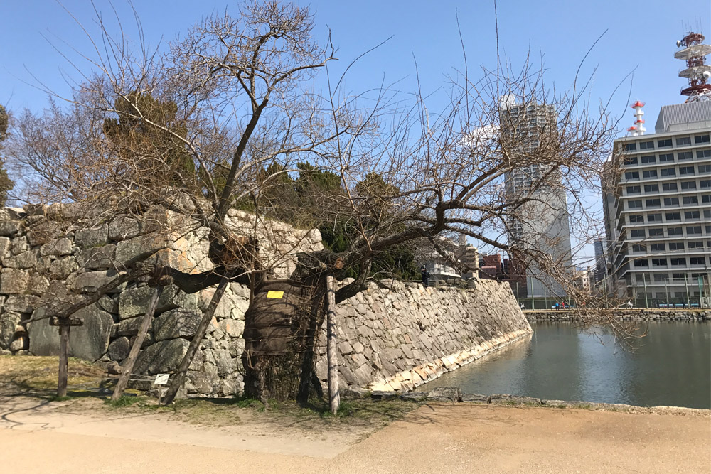 Atomic Bomb Tree Hiroshima #1