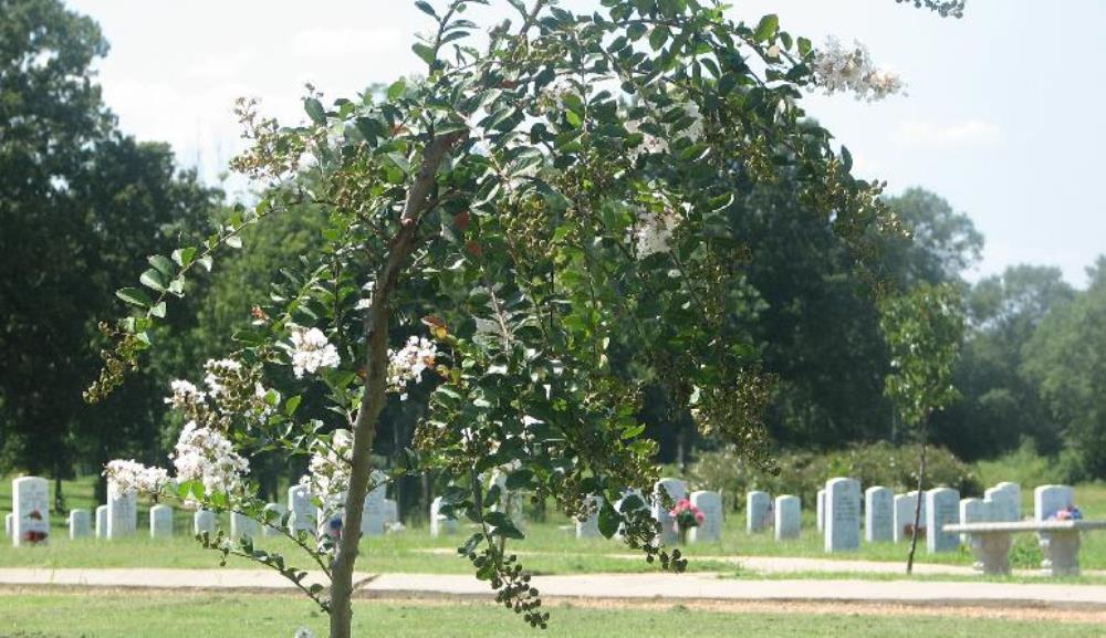 American War Graves Autumn Woods Memorial Gardens #1