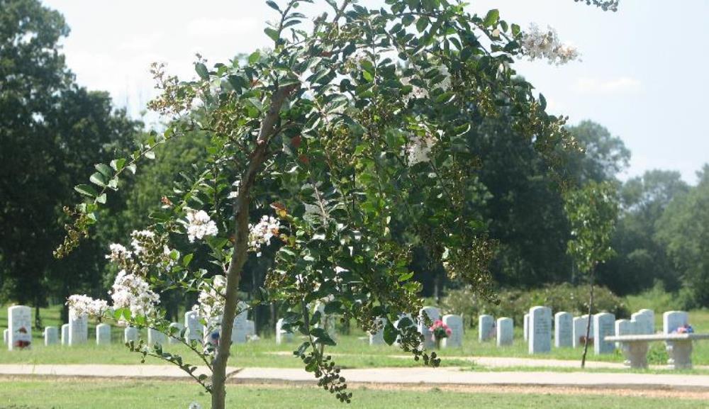 American War Graves Autumn Woods Memorial Gardens