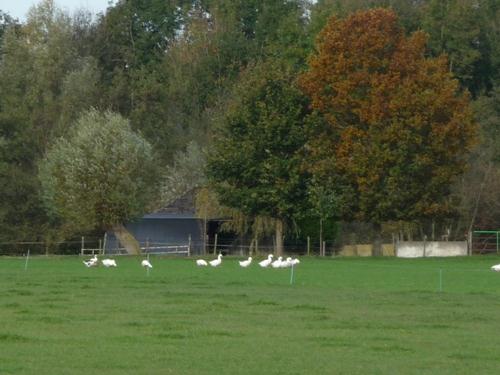 Groepsschuilplaats Type P Weg naar Rhijnauwen #1