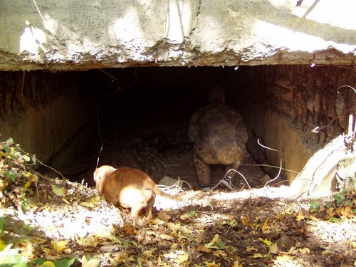 Árpád Line - Anti-tank Casemate