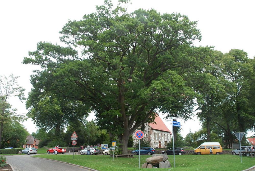 Remembrance Oak Emperor William I #1