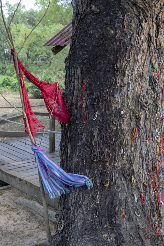 Killing Tree on Choeng EK #2