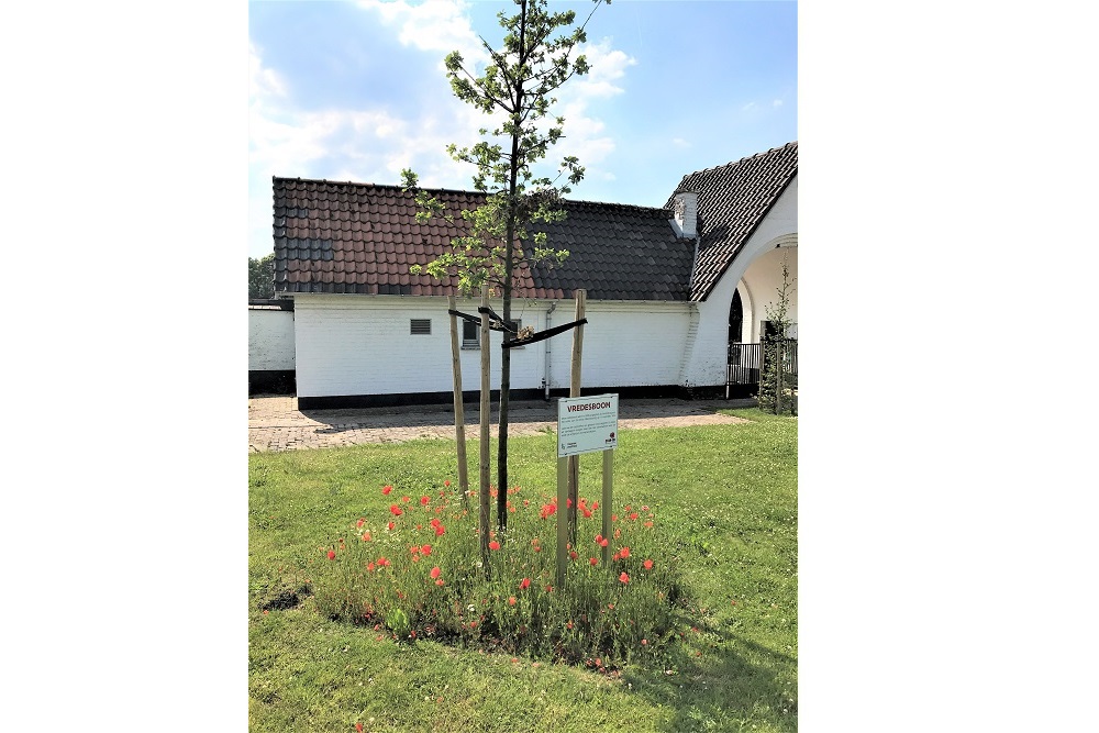 Peace Tree Lede