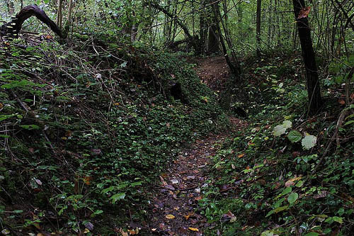 Forêt du Bois-le-prêtre