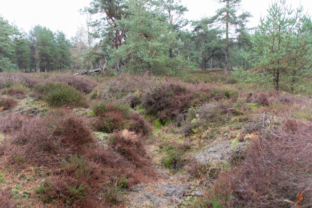 Duitse Oefenstellingen Landschap De Liereman #2