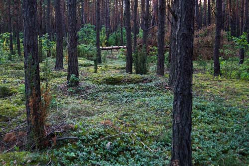 Fox Holes Ruda #3