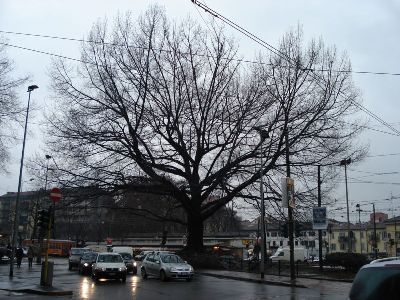 Herdenkingsboom Italiaanse Verzet