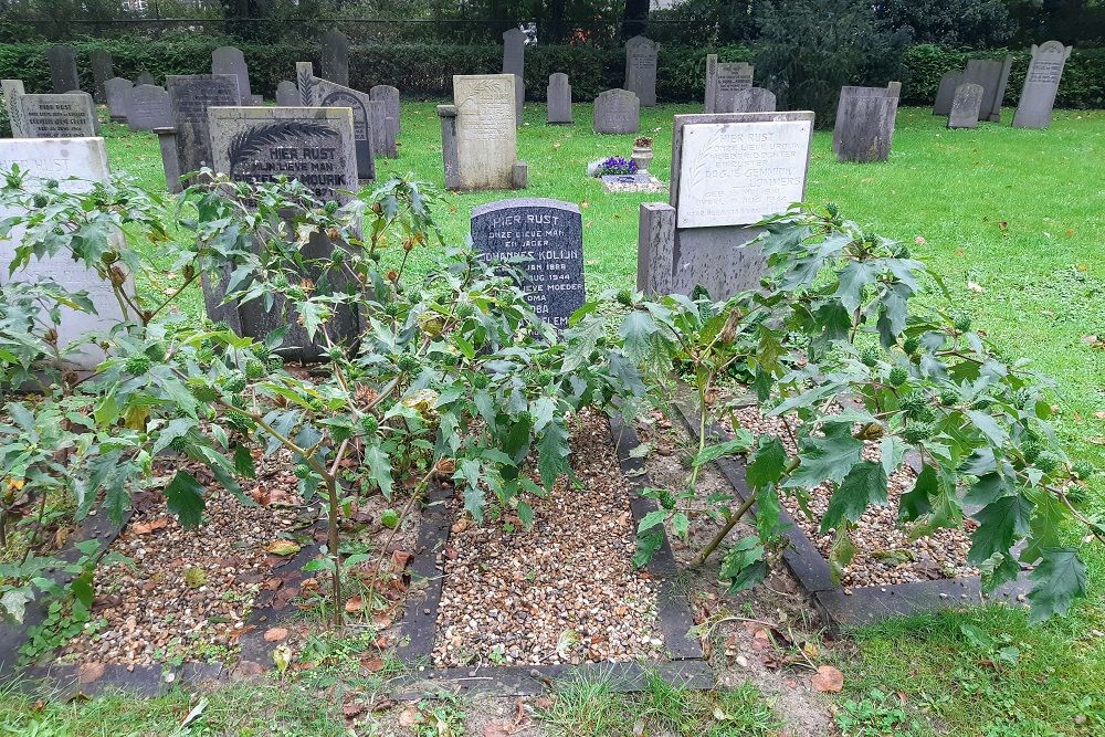 Dutch War Grave Old Municipal Cemetery Purmerend #3