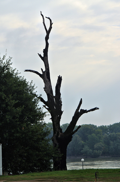 Vukovar Symbol Tree