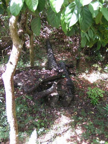 Japanese Coastal Battery Hahajima #2