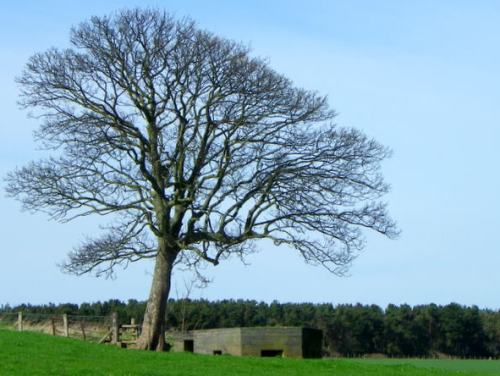 Pillbox FW3/24 East Chevington