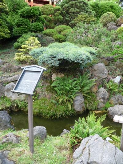 Dwarf Tree Collection Japanese Tea Gardens #2