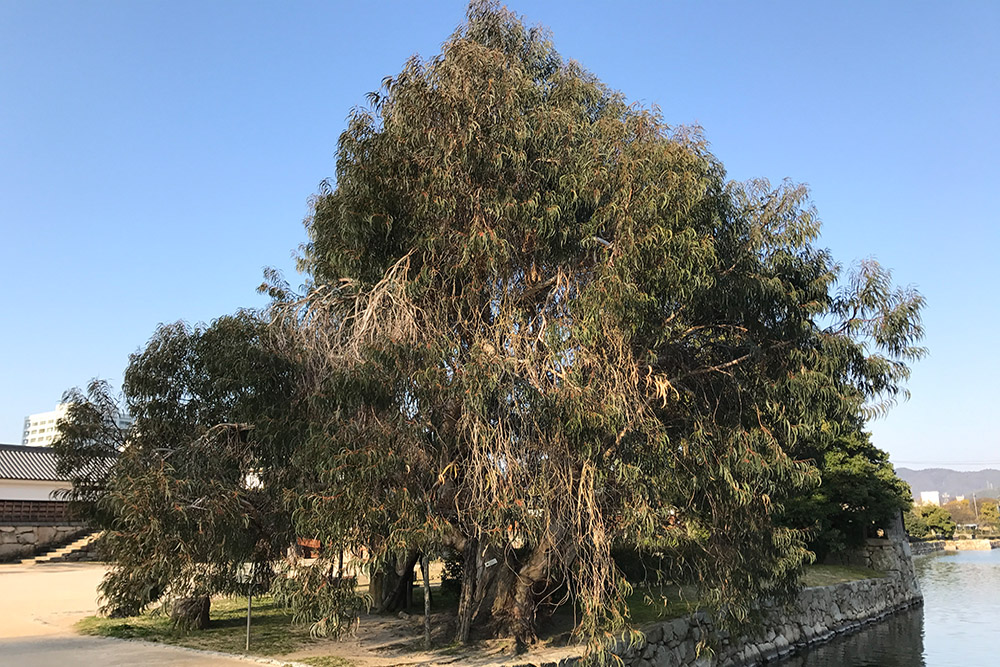 Atomic Bomb Tree Hiroshima #1