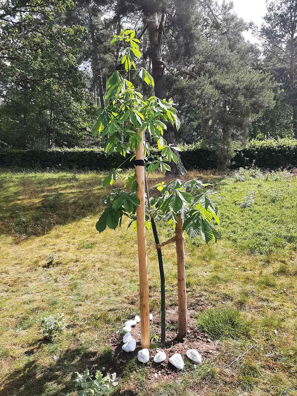 Anne Frank Gedenkboom Kommern #2