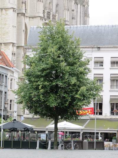 Bevrijdingsboom Antwerpen #1