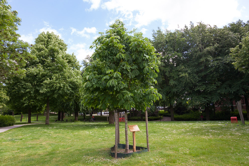 Anne Frank Tree Veenendaal #1