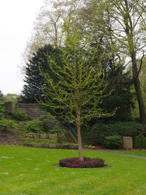 Ginkgo Boom Duitse Oorlogsbegraafplaats Weeze